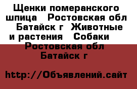 Щенки померанского шпица - Ростовская обл., Батайск г. Животные и растения » Собаки   . Ростовская обл.,Батайск г.